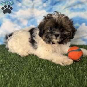 Chevelle, Shih-Poo Puppy